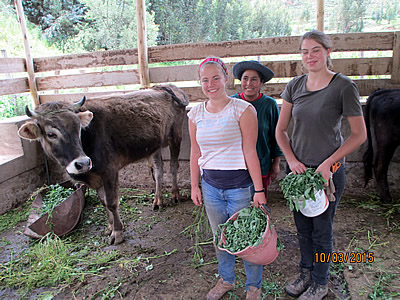 Die Freiwilligen helfen bei der Versorgung der Kühe